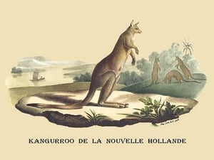 Kangouroo de la Nouvelle Hollande by E. F. Noel - Art Print