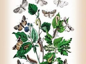 Moths: Cymatophora Or