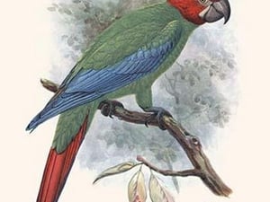 Ara Erythrocephala by Lionel Walter Rothschild - Art Print
