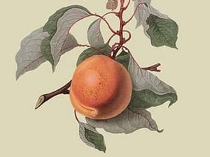 Moor Park Apricot by William Hooker #2 - Art Print