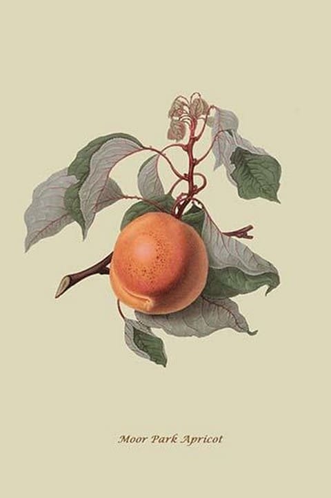 Moor Park Apricot by William Hooker #2 - Art Print
