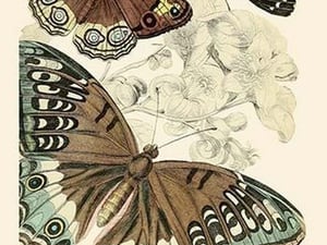European Butterflies & Moths by James Duncan #6 - Art Print