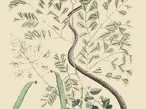 Spotted Ribbon Snake by Mark Catesby - Art Print