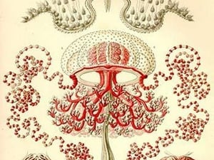 Anthomedusae by Ernst Haeckel - Art Print