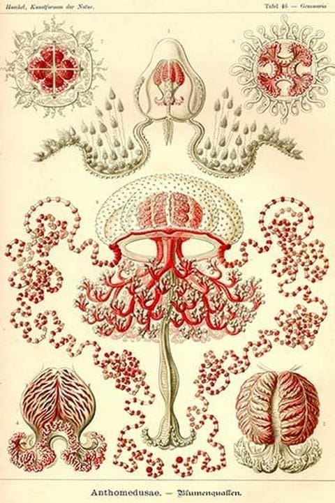 Anthomedusae by Ernst Haeckel - Art Print