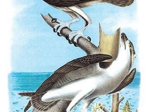 The Fish Hawk by Theodore Jasper - Art Print