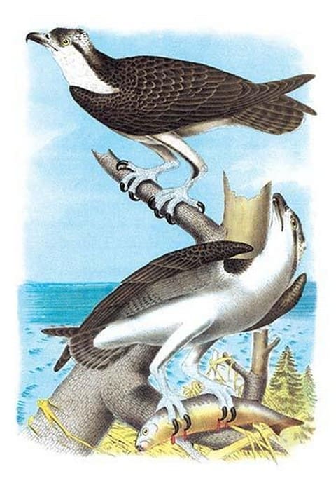 The Fish Hawk by Theodore Jasper - Art Print