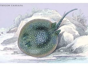 Trygon Garrapa by Robert H. Schomburgk - Art Print