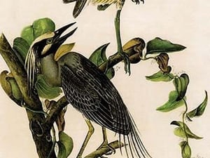 Yellow Crowned Night Heron by John James Audubon - Art Print