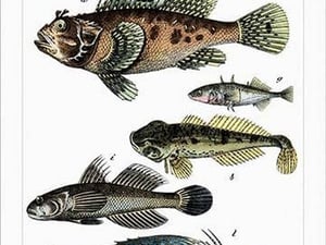 Collected Fish Specimens by Heinrich V. Schubert #2 - Art Print