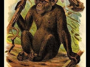 The Bald Chimpanzee by G.R. Waterhouse - Art Print