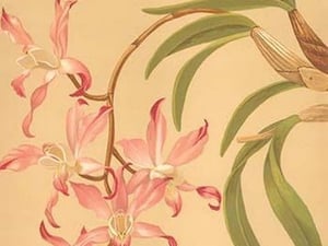 Laelia Autumnalis by H.G. Moon - Art Print