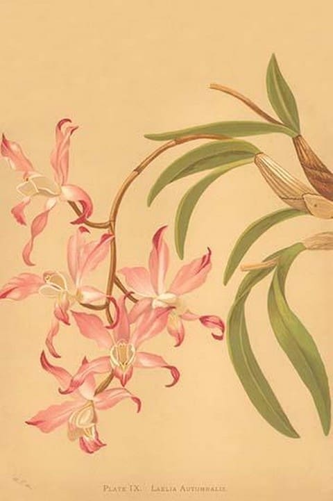 Laelia Autumnalis by H.G. Moon - Art Print