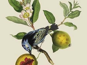 Blue Banana Bird at Rio de Janeiro by J. Forbes - Art Print