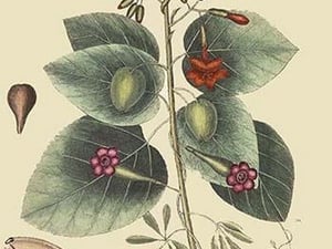 Caryophyllus - Dianthus & Moth by Mark Catesby - Art Print