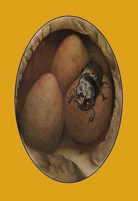 The Spanish Copris by Edward Detmold - Art Print