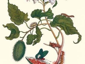 Urucu Tree a Phidias Firetip Butterfly by Maria Sibylla Merian - Art Print