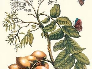 Butterfly on a Spanish Plum by Maria Sibylla Merian - Art Print