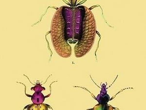 Beetles: Calosoma Sycophanta