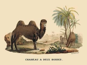 Chameau a Deux Bosses (Camel) by E. F. Noel - Art Print