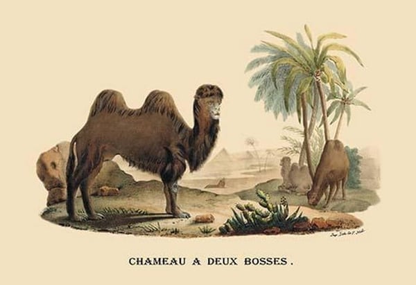 Chameau a Deux Bosses (Camel) by E. F. Noel - Art Print