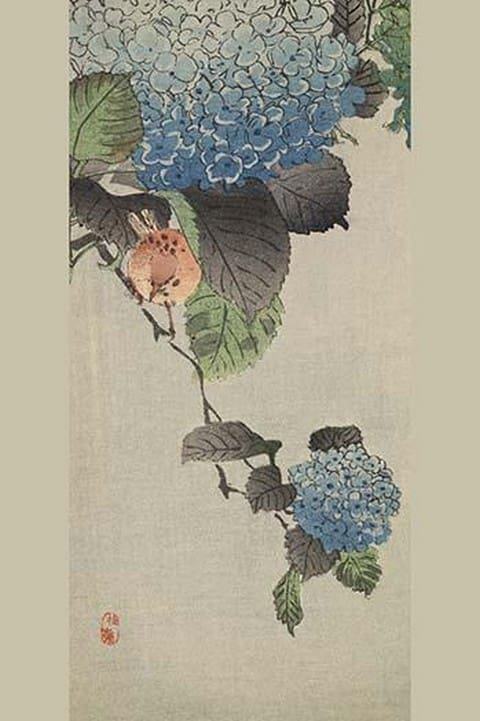Small bird and hydrangea - Art Print