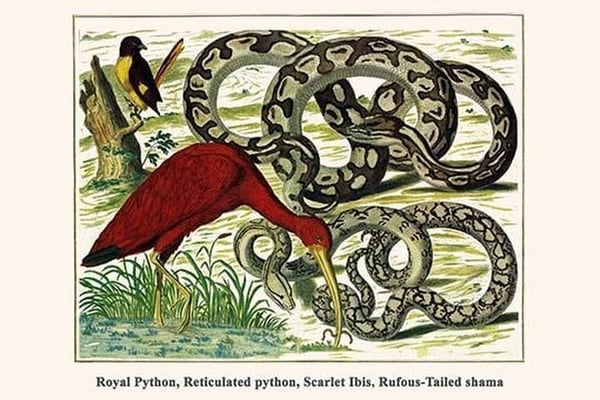Royal Python