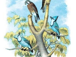 The Sparrow Hawk (Rusty-Crowned Falcon) by Theodore Jasper - Art Print