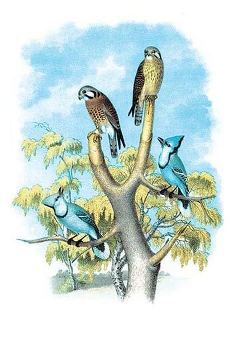 The Sparrow Hawk (Rusty-Crowned Falcon) by Theodore Jasper - Art Print