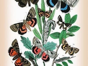 Moths: Catephia Alchymista