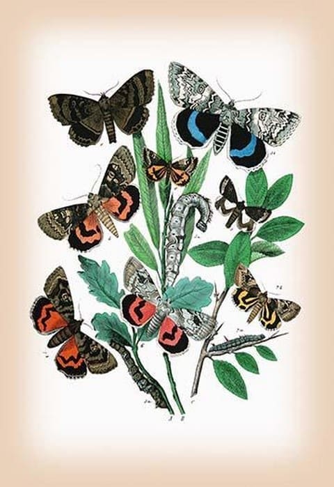 Moths: Catephia Alchymista