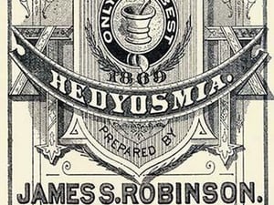 Robinson's Hedyosmia - Art Print