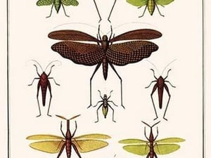 Grasshoppers