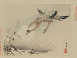 Flying Cranes - Art Print