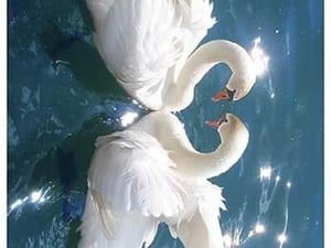 Swans - Art Print