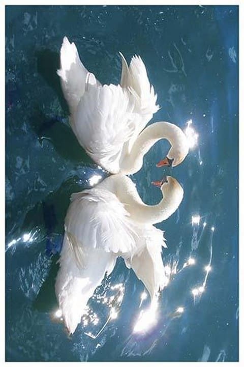 Swans - Art Print
