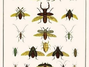Beetles