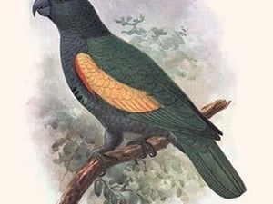 Amazona Violaeus by Lionel Walter Rothschild - Art Print