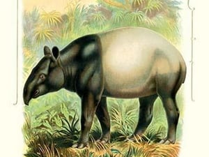 The Tapir - Art Print