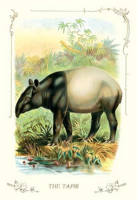 The Tapir - Art Print