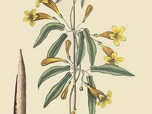 American Begonia by Mark Catesby - Art Print