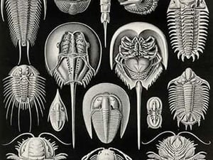 Athropods by Ernst Haeckel - Art Print