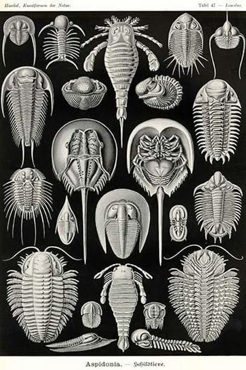 Athropods by Ernst Haeckel - Art Print