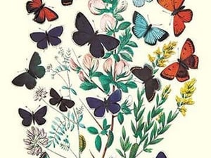 Butterflies: P. Euphemus