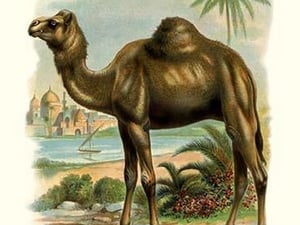 The Camel - Art Print