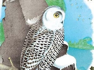 Christmas Snow Owl by Sara Pierce - Art Print