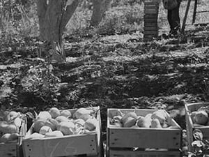 Harvesting Pears by Dorothea Lange - Art Print