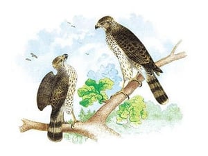 Sharp Skinned Hawk (Pigeon Hawk)
