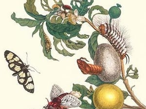 Fruiting Guava & Stinging Caterpillar by Maria Sibylla Merian - Art Print