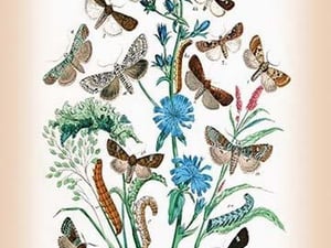 Moths: Agrotis Segetum